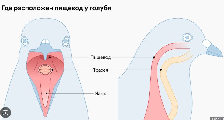 image.png.4fefee2912a5631903f2435aaa397a68.png