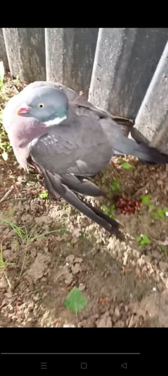 гол2.jpg