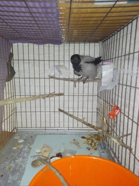 IMG_20250505_081146.thumb.jpg.45cef1e0b9c088768f83504ccae91c90.jpg