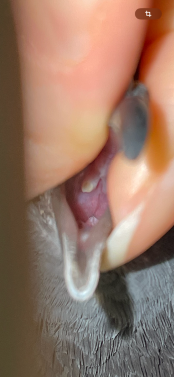 IMG_6026.png