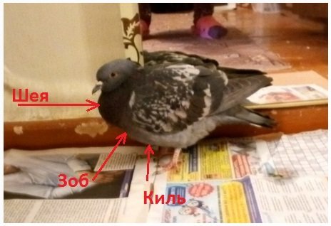 Pigeon_Irina123.jpg.0734a1ce6367b3684cc35c49cd0ae2e1.jpg