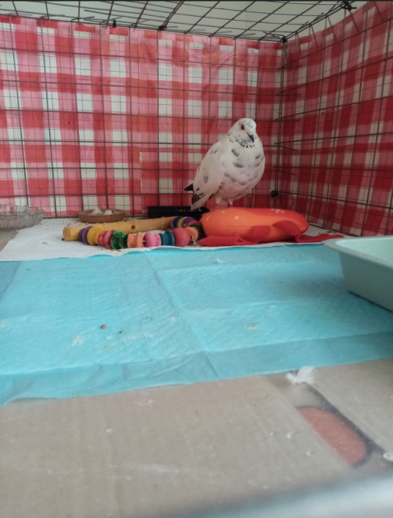 image.thumb.png.145d2ecfd26fa95dc85d5c0f26cb6680.png