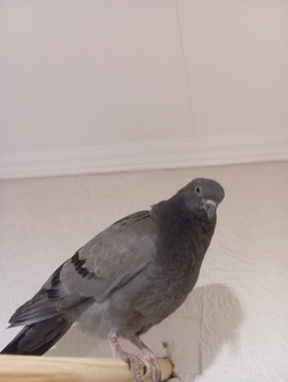 unnamed(11).thumb.jpg.93d8e7cc915dc08a9c341fd0b4b50747.jpg