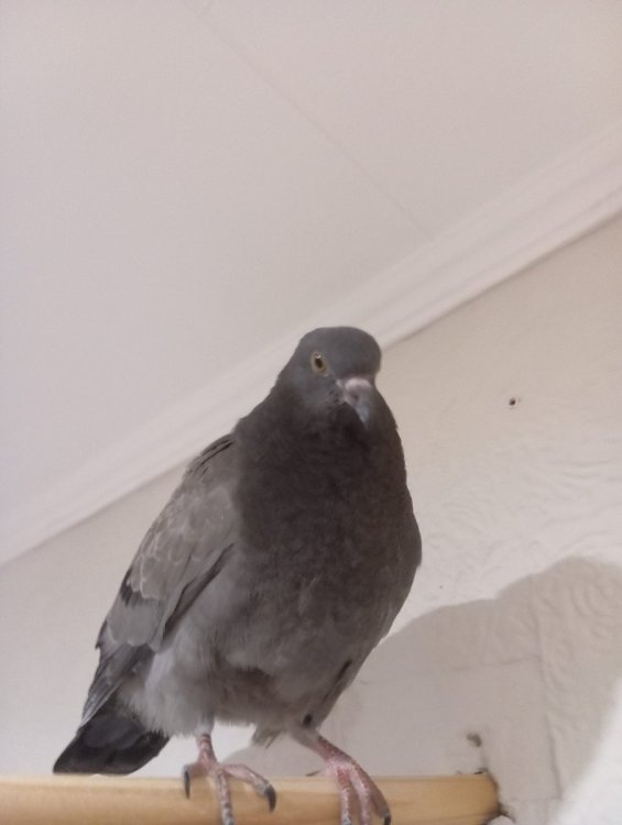 unnamed(12).thumb.jpg.291ad89257fa23b9b83eecdb75e1c82b.jpg