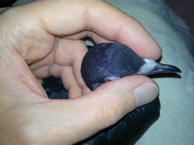 HoldPigeontofeed1.jpg.e694f4c76e34793e962b2ffb9559259d.jpg