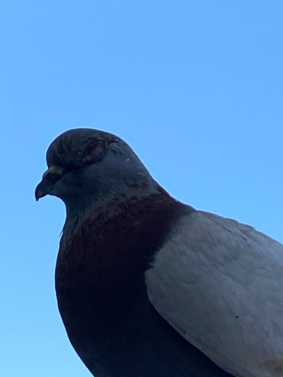 IMG_1435.jpeg