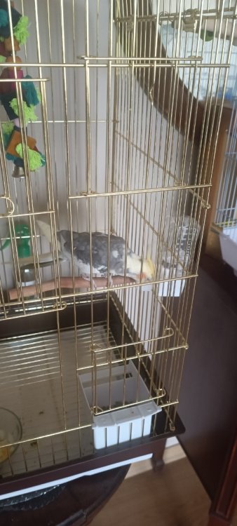 IMG_20250616_091233.thumb.jpg.fb8bf93550cea60f103dbaae2fd31cb3.jpg
