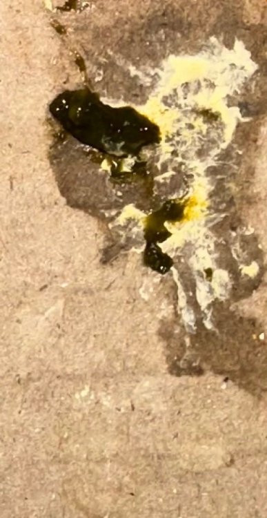 IMG_9383.jpeg