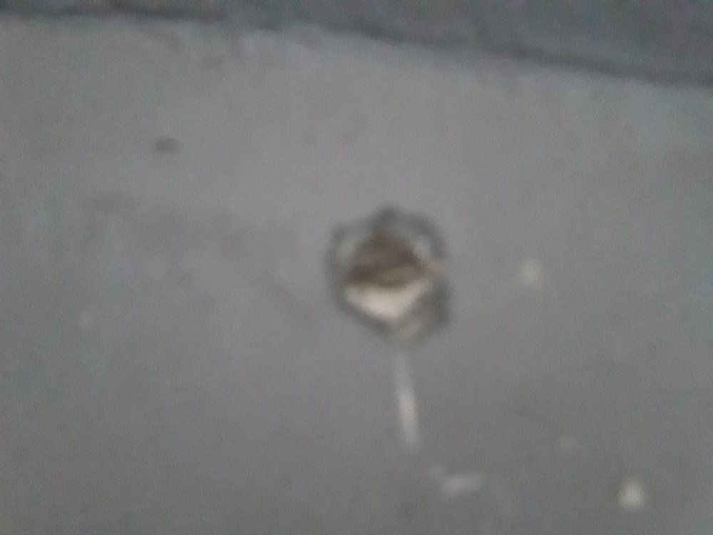 20250702_175440.jpg