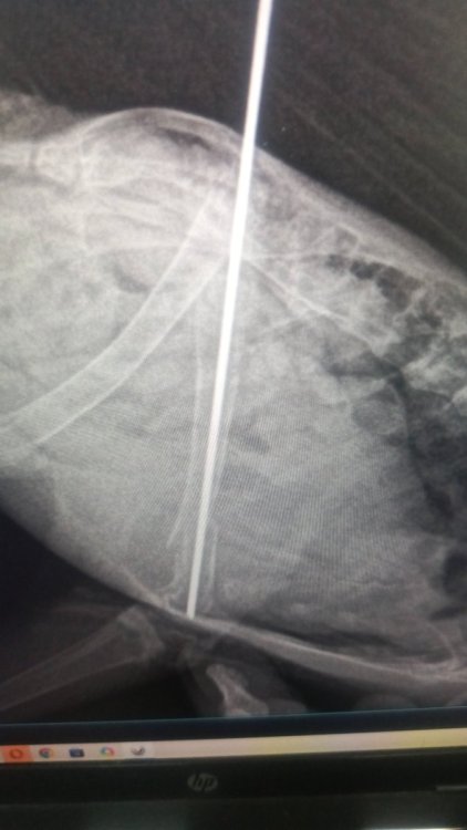 IMG-20250627-WA0040.jpeg