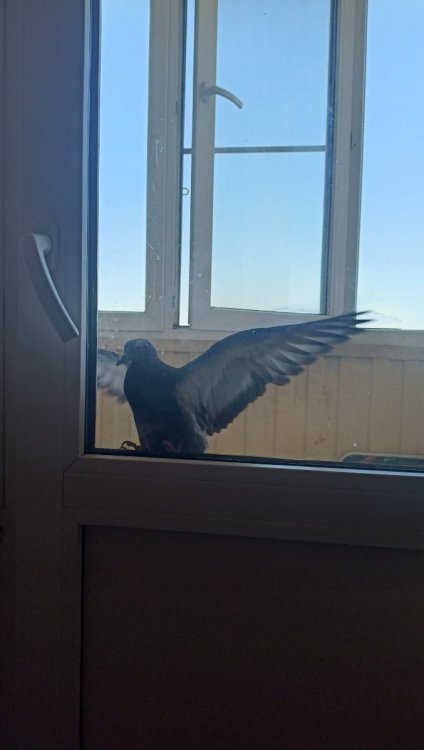 IMG20250708114101.jpg