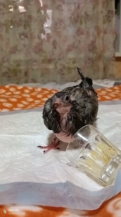 IMG_20250705_17055201.thumb.jpeg.95ff47c4c8785c824cff44be1909c07f.jpeg