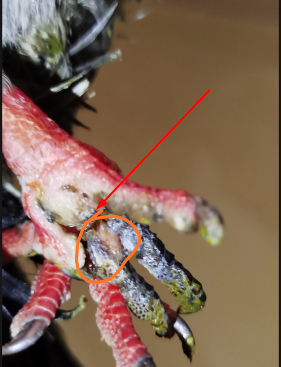 IMG_20250709_100454.thumb.png.3e26a6e0b5ae46fa5566cd1ee552b7ab.png