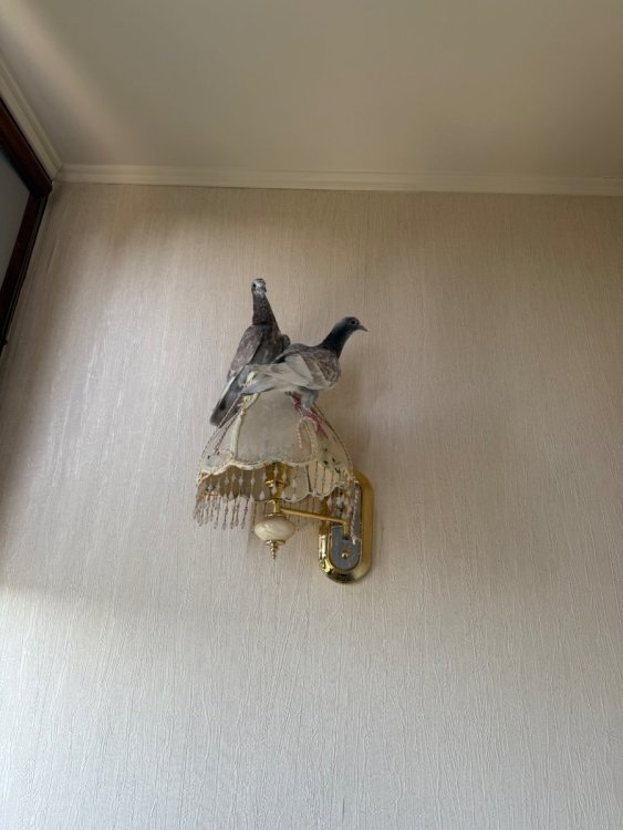 IMG_4574.jpeg