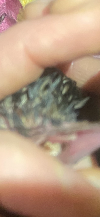 IMG_9627.thumb.png.410be81b7814b0a353fb76256ae32cf4.png