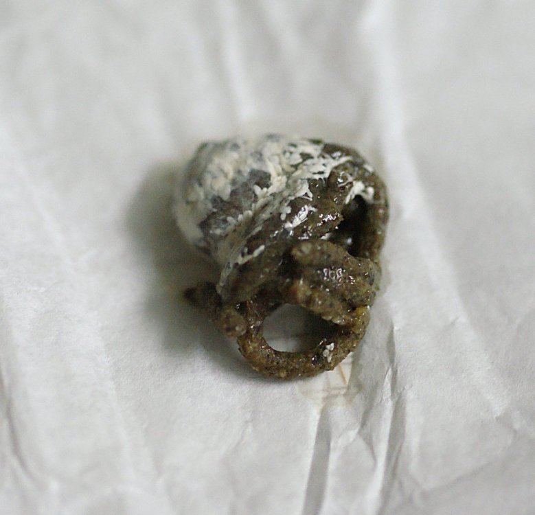 DSC00018-1.thumb.JPG.f7d5a8aad0c660fb3c1d1209d8291f46.JPG