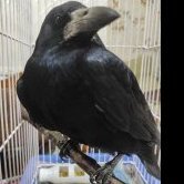 Настасья Владимировна