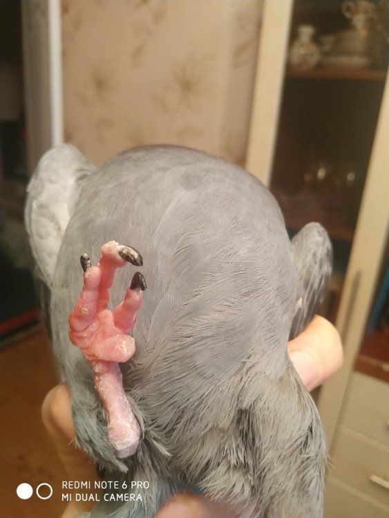 Нога правая.jpg