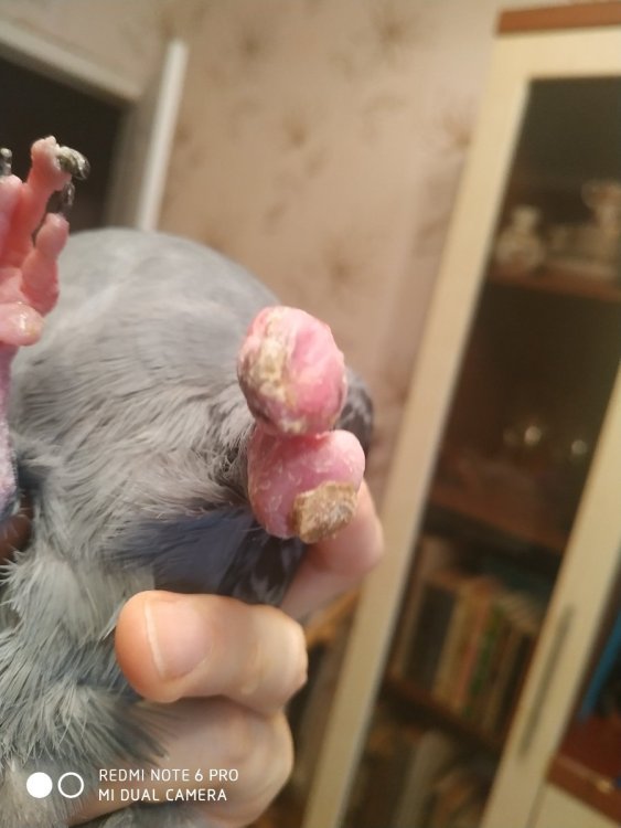 Нога левая1.jpg