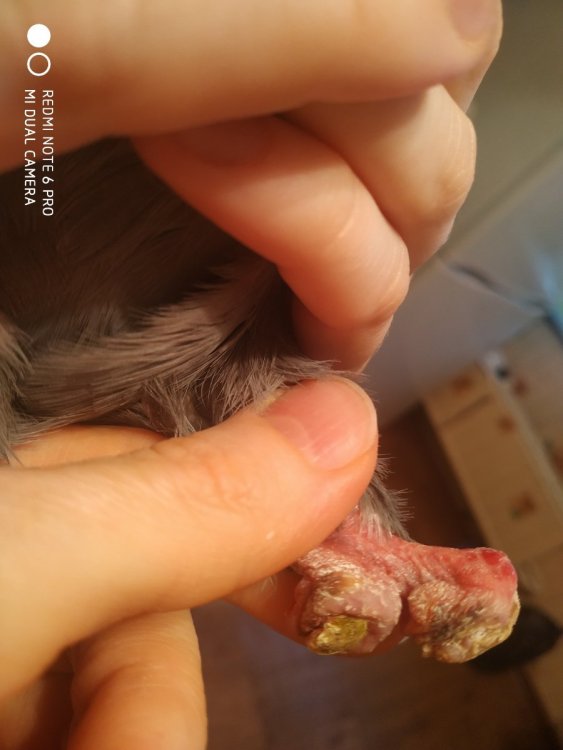 Нога левая2.jpg