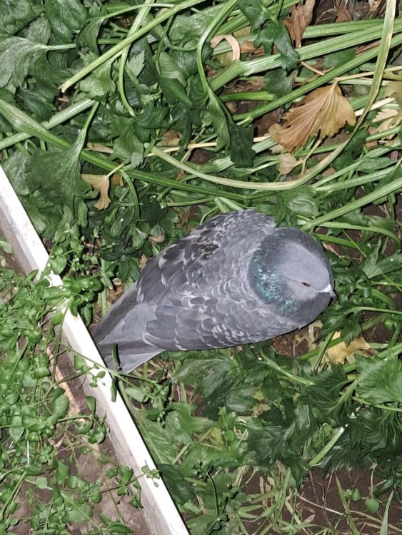 2025-11-23 19-46-48.JPG