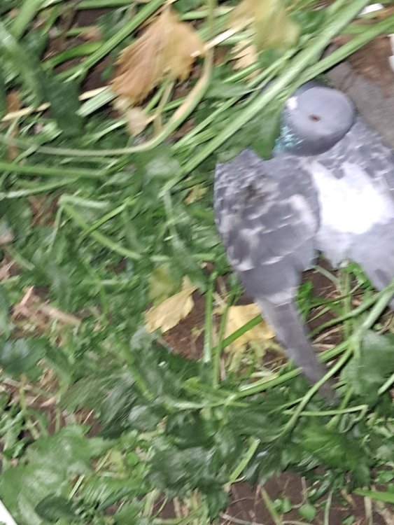 2025-11-23 19-47-00.JPG