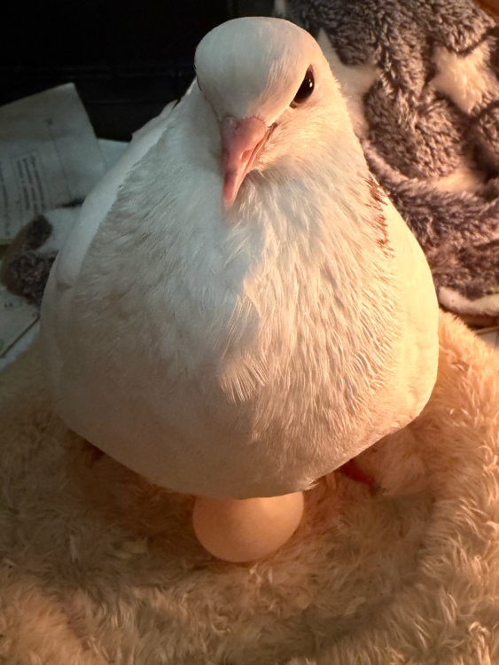 Без названия87_20251120204949.png