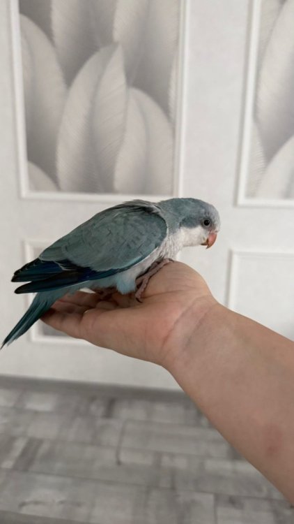 Изображение WhatsApp 2025-11-22 в 13.03.51_58379d61.jpg