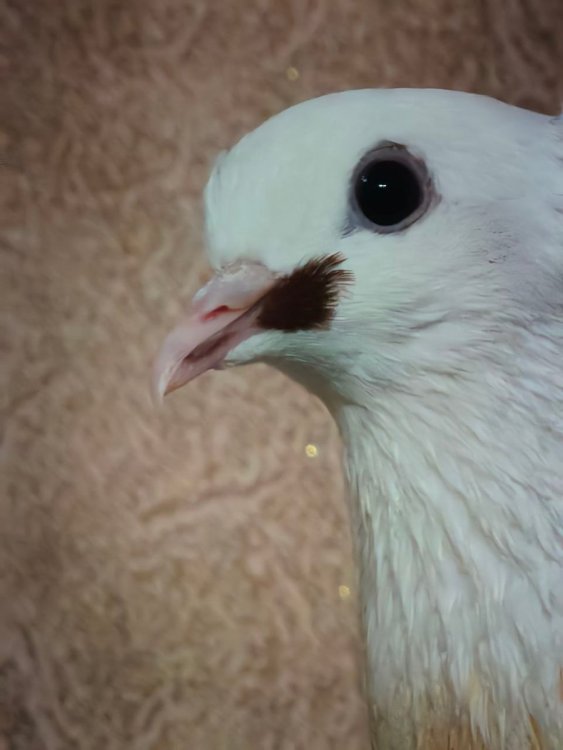 photo_2025-11-18_16-34-05 (2).jpg