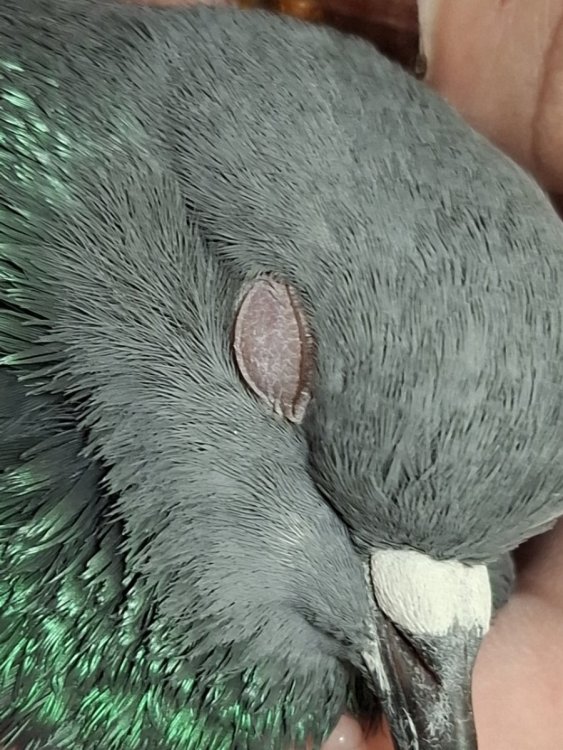 Урий (веко красноватое).jpg