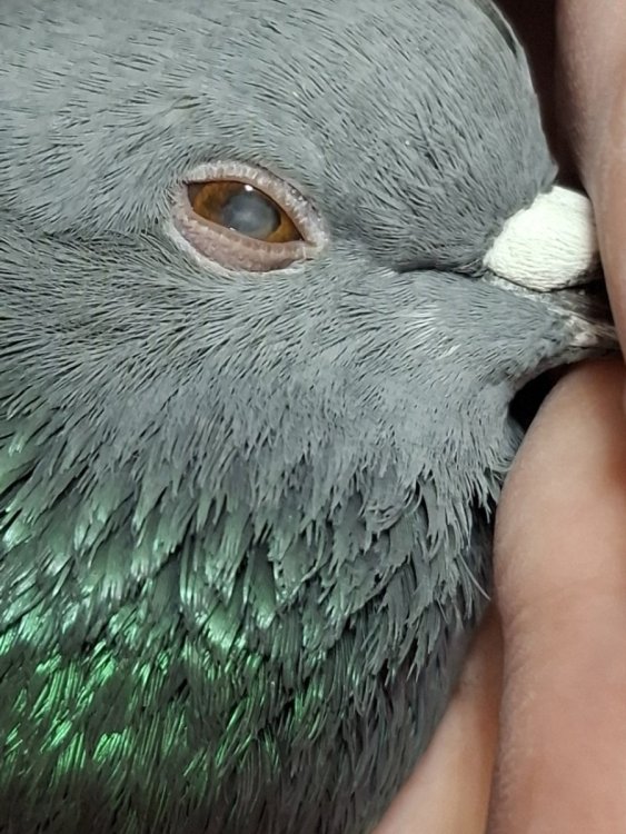 Урий (глаз).jpg