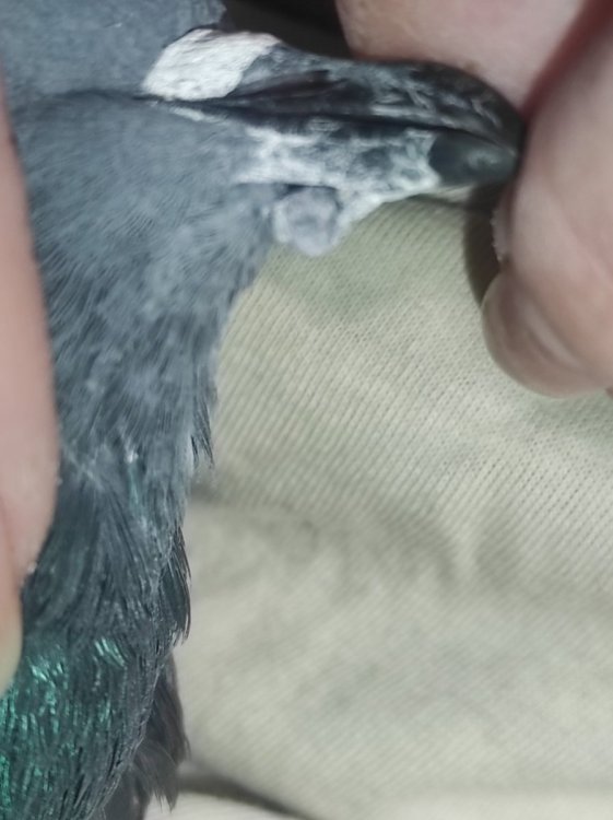 Руди (болячка).jpg