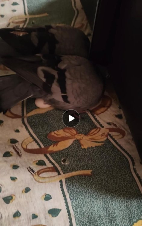 Изображение WhatsApp 2025-12-09 в 19.56.51_3a946c81.jpg