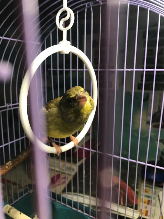 кенар Желток.jpg