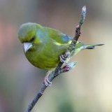 Мисс Орнитолог