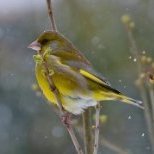 Мисс Зеленушка