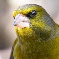 Мисс Зеленушка