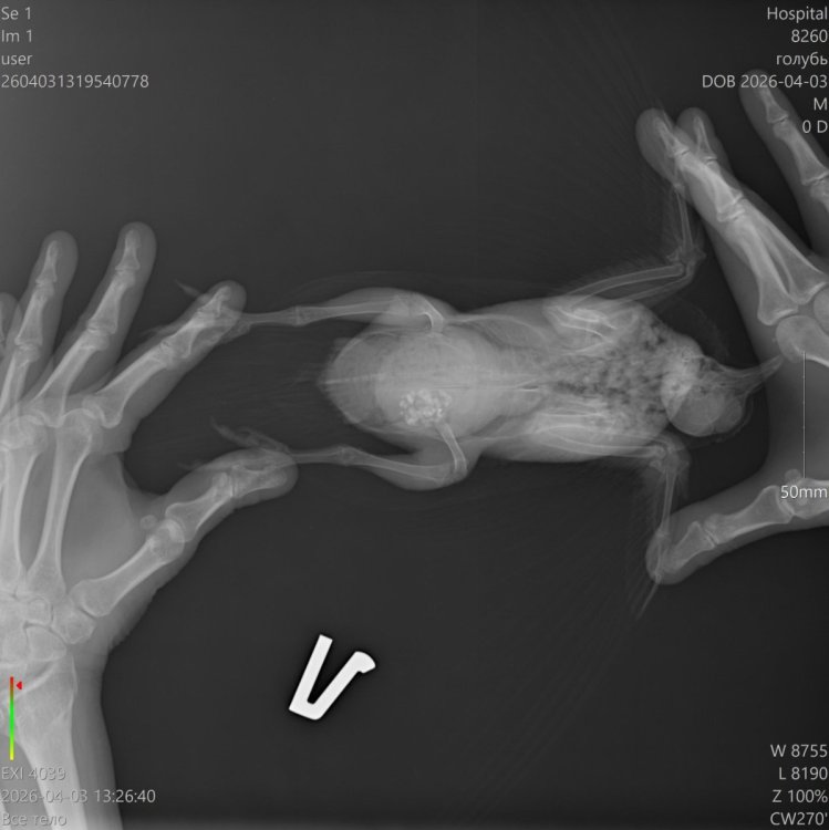 8260__голубь_03-04-2026 13_26_40_1-1.jpg