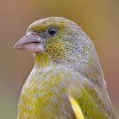 Мисс Зеленушка