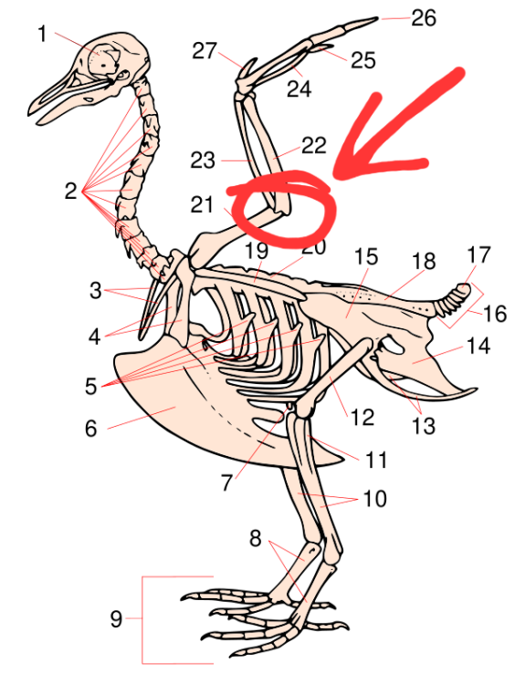 Squelette_oiseau.svg.png