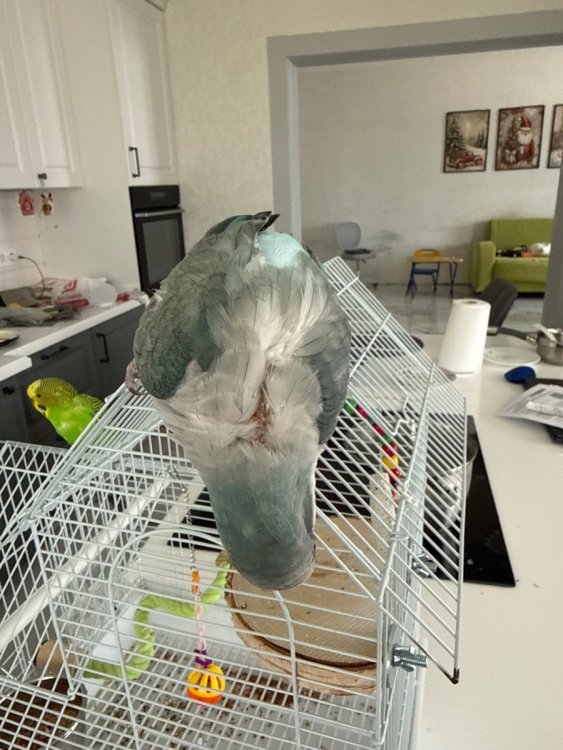 image.jpg