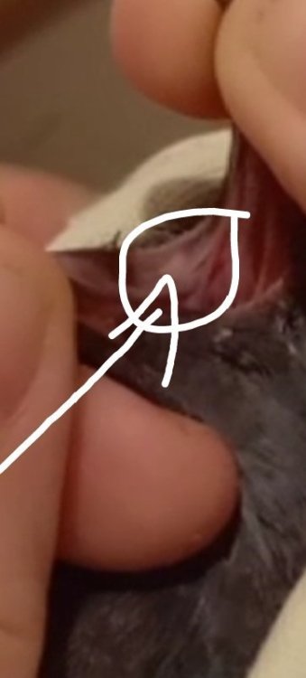 1784063373480.thumb.jpg.5177362aa6a3c3afb2240f96cd9296e3.jpg