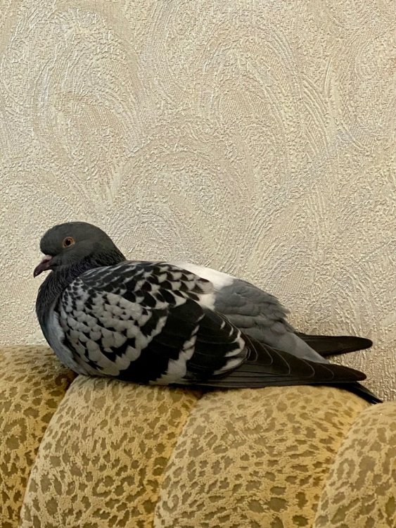 IMG_8626.jpeg