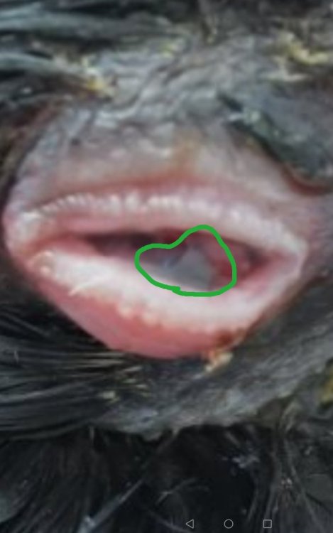 Screenshot_20260815_113509.thumb.jpg.bc253263e393d40da4a4bef94dd19089.jpg