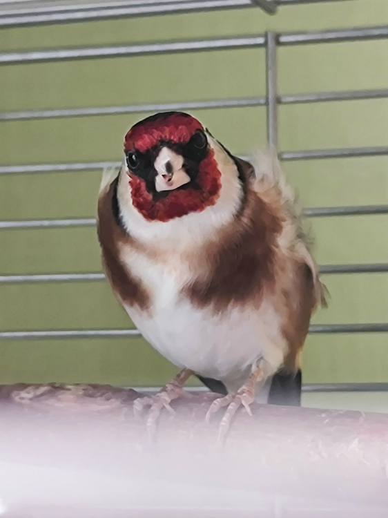 image.thumb.png.890d82fc2d0735b7d5cedefd561b42ca.png
