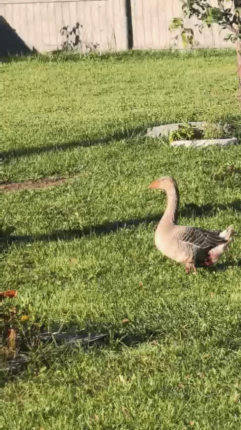 VID_20261003_133110_397.gif
