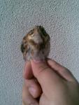 post-1015-1231047873_thumb.jpg