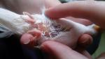 post-11478-1458593465_thumb.jpg