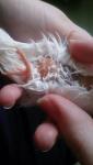 post-11478-1458593502_thumb.jpg