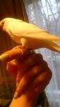 post-11478-1458593619_thumb.jpg